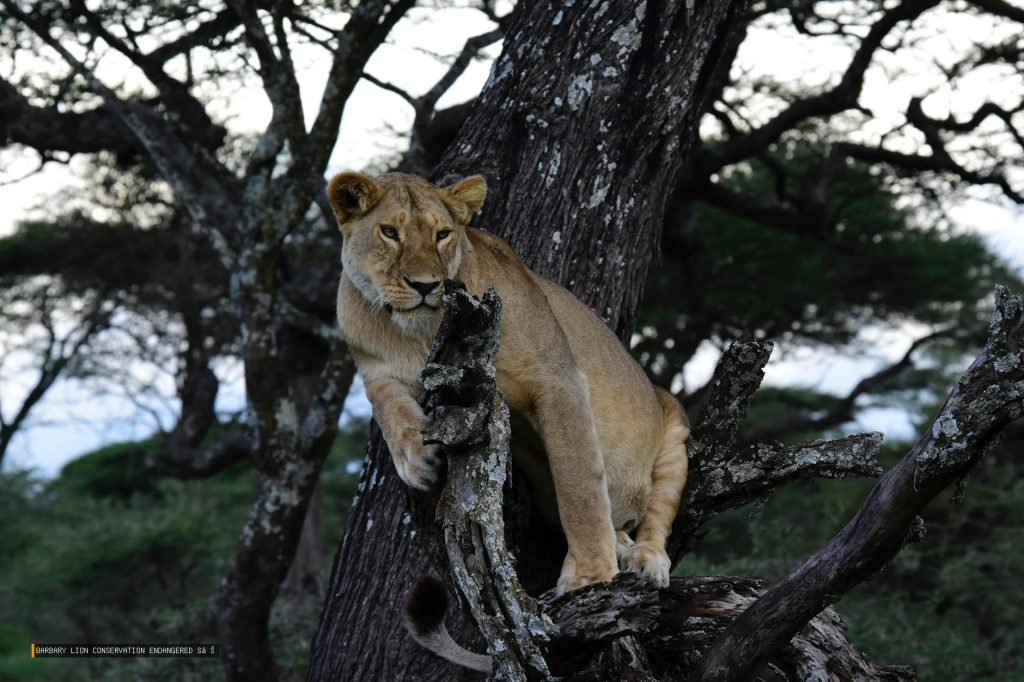 Barbary Lion Conservation Endangered Species