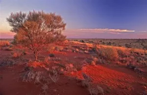 The Simpson Desert Got More Rain in a Week Than Sydney Gets in a Month. Then the Flooding Began.