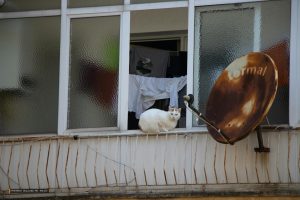 New Pet Approval Law in Apartments Ignites Controversy Among Renters