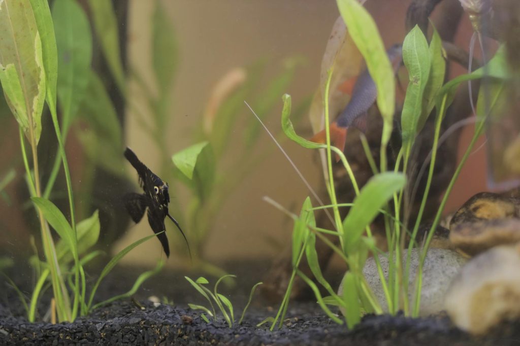 Decorative Aquarium Display