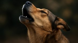 Why Dogs Howl at Music: Scientists Reveal the Evolutionary Mystery Behind Your Pet's Vocal Response