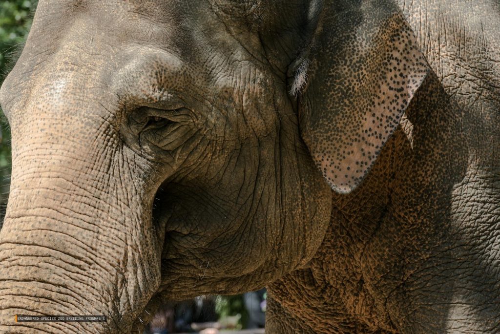 Endangered Species Zoo Breeding Programme Wildlife Endangered Species Zoo Breeding Programme Wildlife