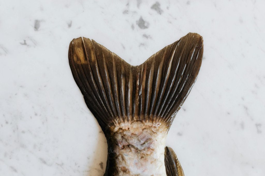 Fresh Fish Texture Examination