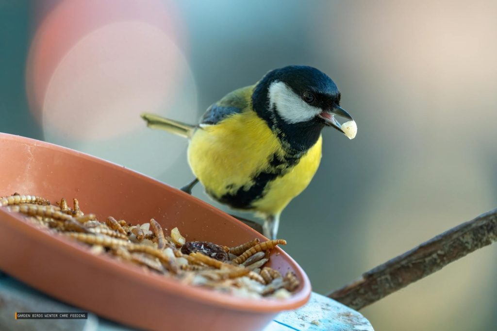 Garden Birds Winter Care Feeding