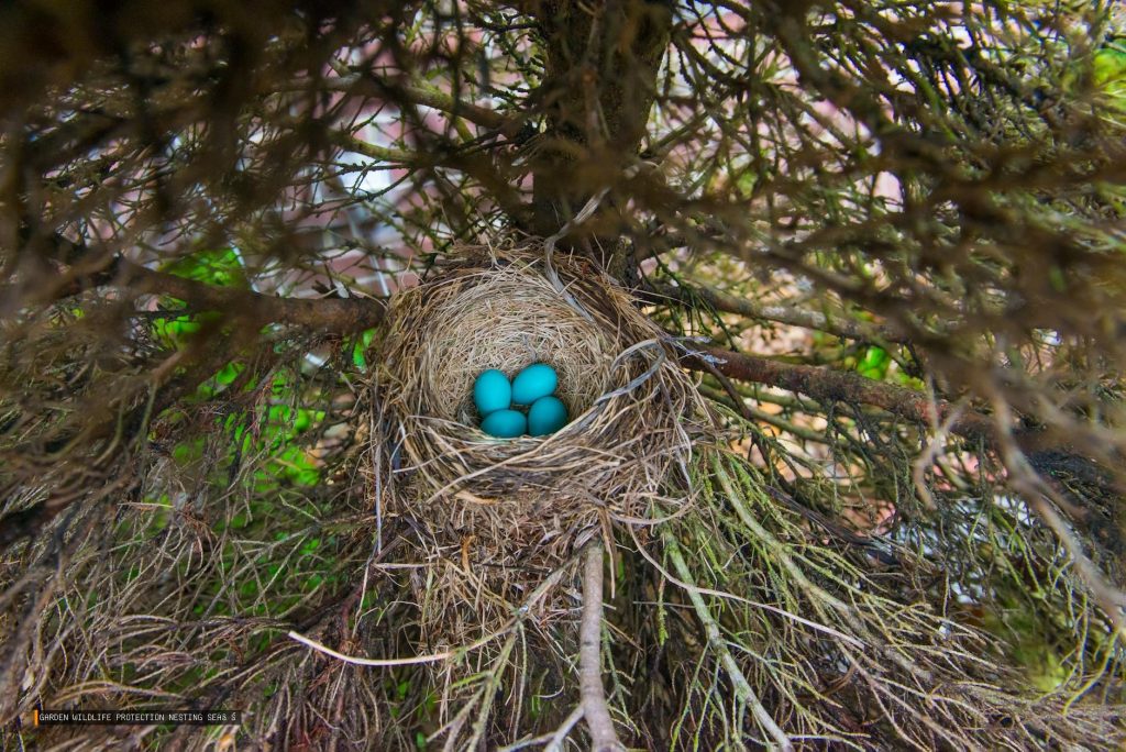 Garden Wildlife Protection Nesting Season