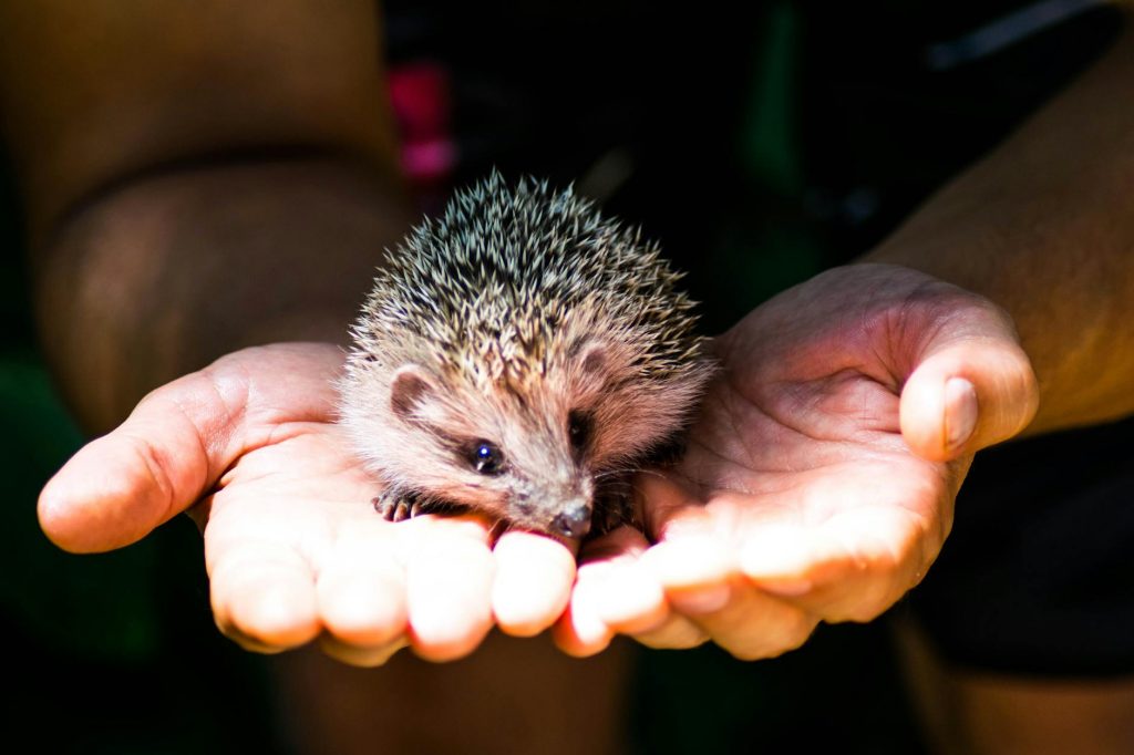 Hedgehog Winter Protection