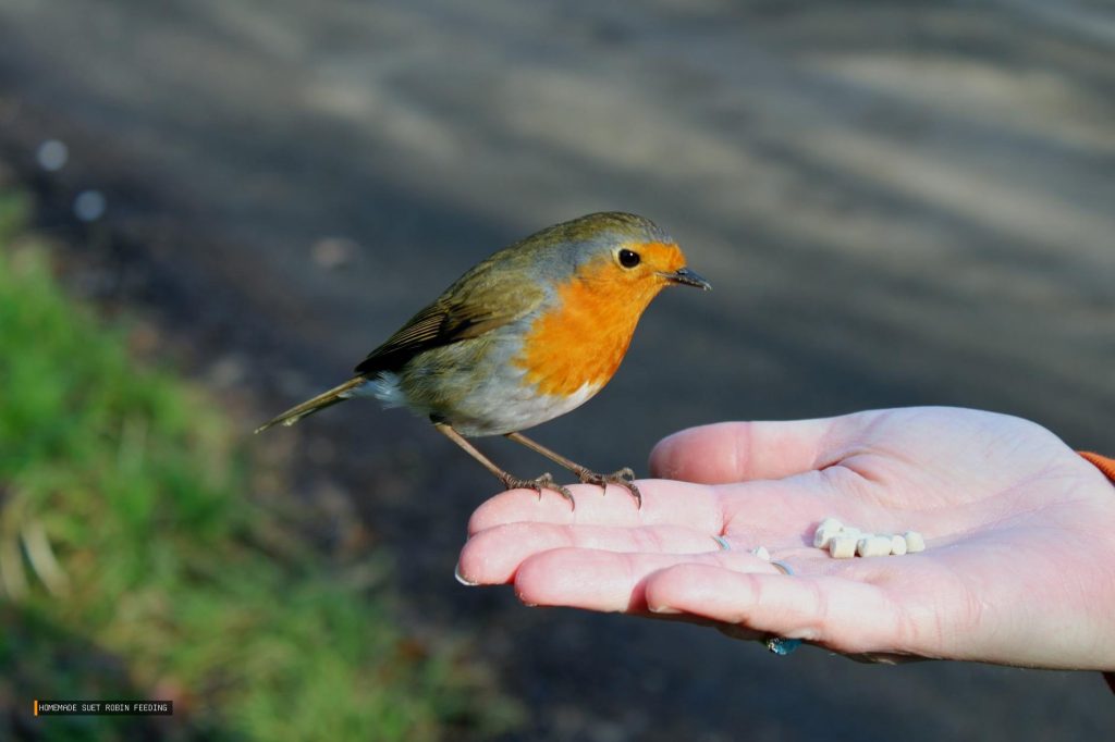Homemade Suet Robin Feeding