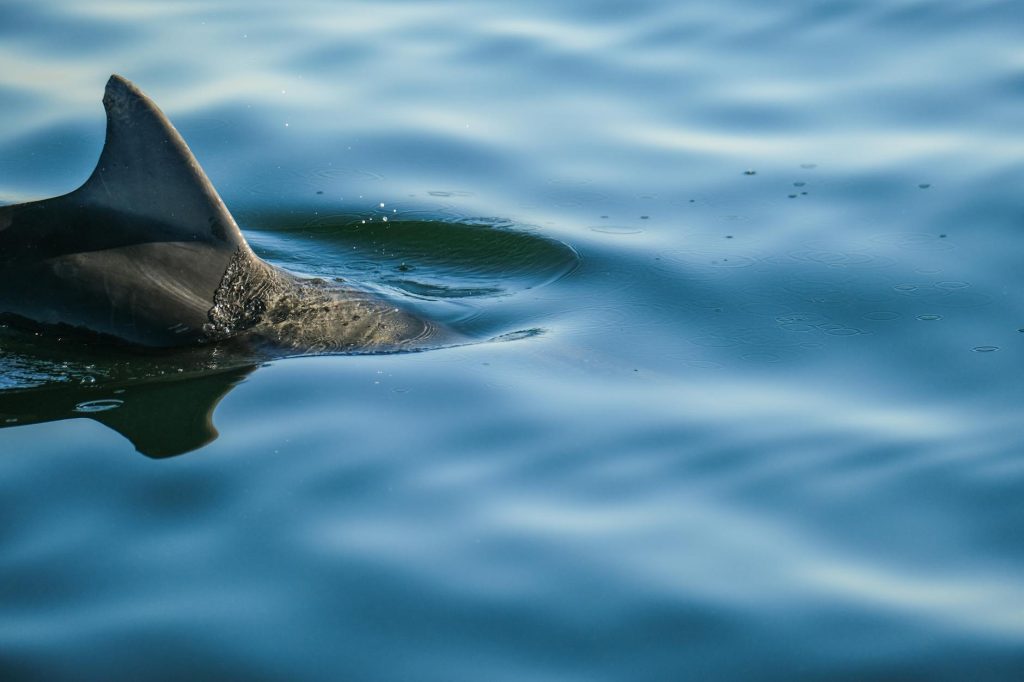 Killer Whale Feeding Grounds