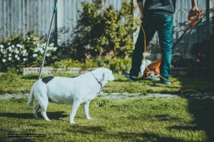 Lawn Mowing Ban Effective February 15: What Homeowners Need to Know