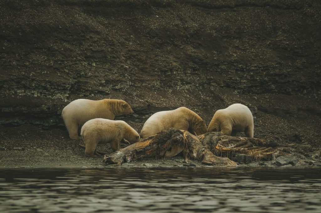 Marine Predator Behavior