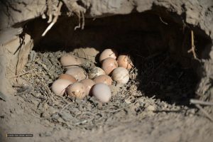Protected Species Eggs in Gardens: Identification & Legal Risks