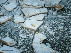 Early March Arctic Stability: What Meteorologists Predict for Global Weather
