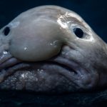 Rare Endangered Creature