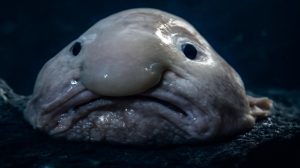 The Creature Science Forgot: How an 'Ugly' Animal Became Conservation's Hidden Champion