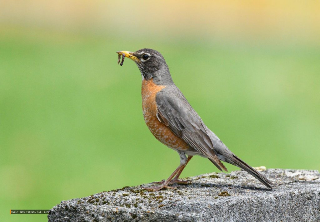 Robin Bird Feeding Suet Lard