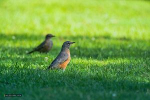 RSPCA Advice Goes Viral: Anyone Spotting Robins in Their Garden Is Being Urged to Leave Out This Budget-Friendly 41p Kitchen Staple for Maximum Bird Support