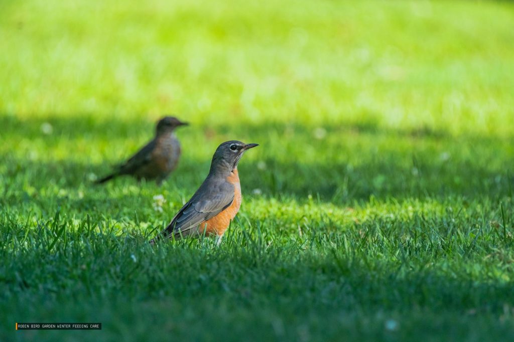 Robin Bird Garden Winter Feeding Care
