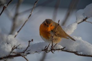 RSPCA Urges UK Households to Feed Robins Cooked Pasta in Freezing Weather