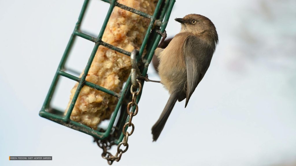 Robin Feeding Suet Winter Garden