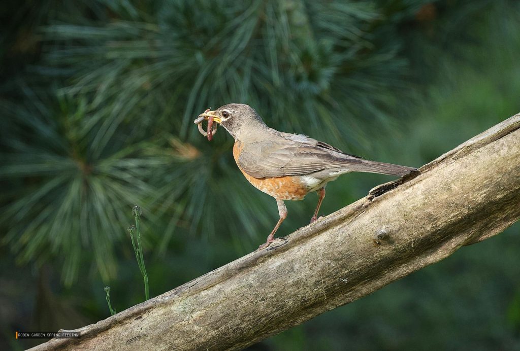 Robin Garden Spring Feeding