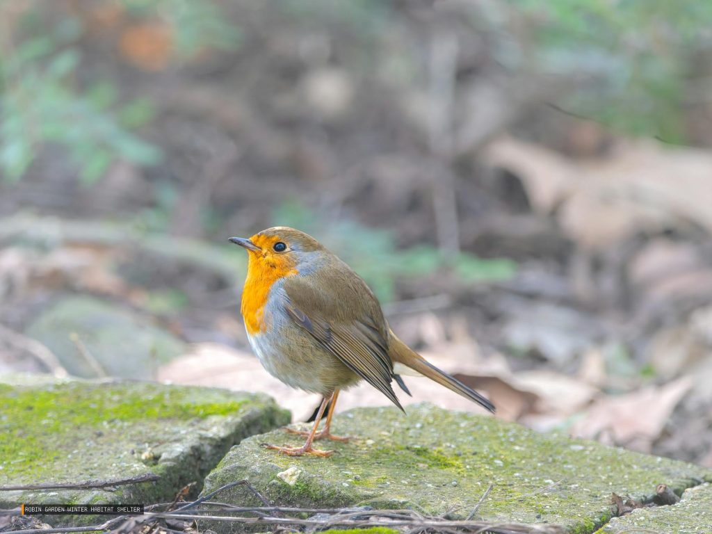 Robin Garden Winter Habitat Shelter