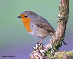 RSPCA Recommends Scattering Kitchen Staple to Help Garden Birds in Cold Snap