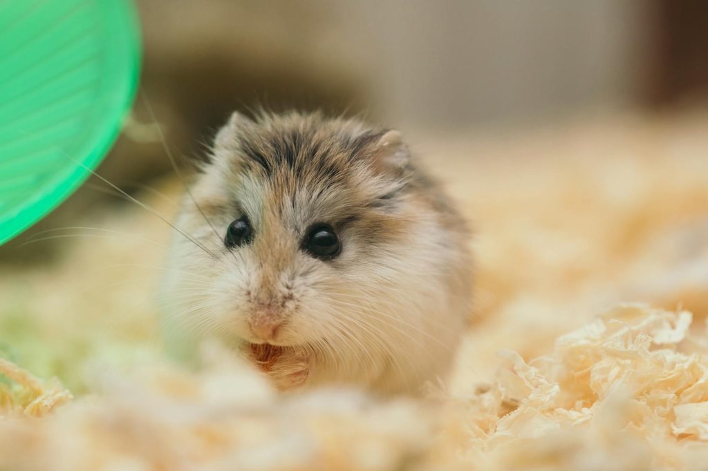 Rodent Repellent Natural