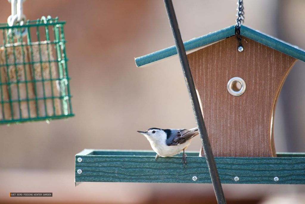 Suet Bird Feeding Winter Garden
