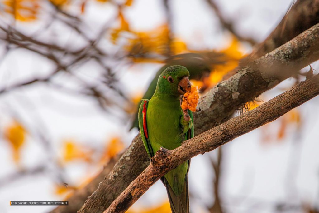 Wild Parrots Perched Fruit Tree Afternoon