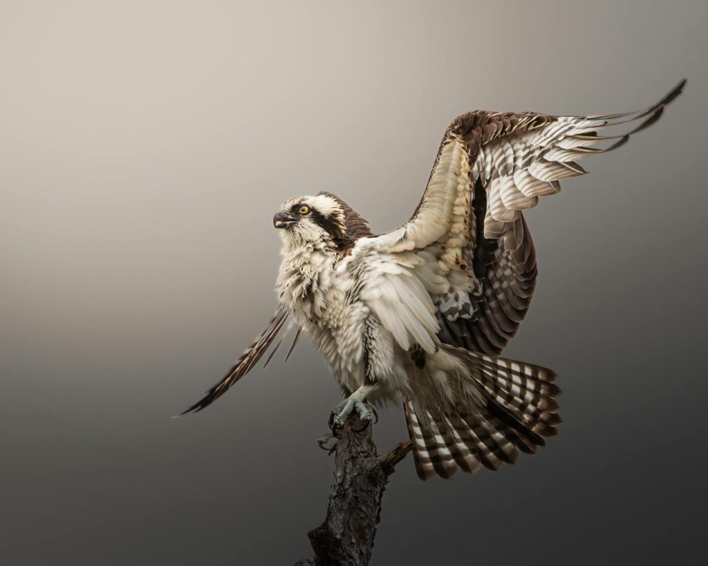 Winter Bird Food Preparation
