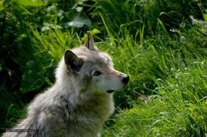 Wolf Outsmarts Human Ingenuity in Canada: A Scientific Anomaly