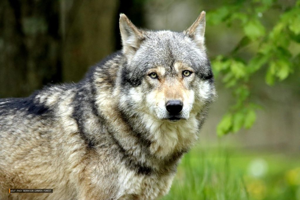 Wolf Pack Behavior Canada Forest