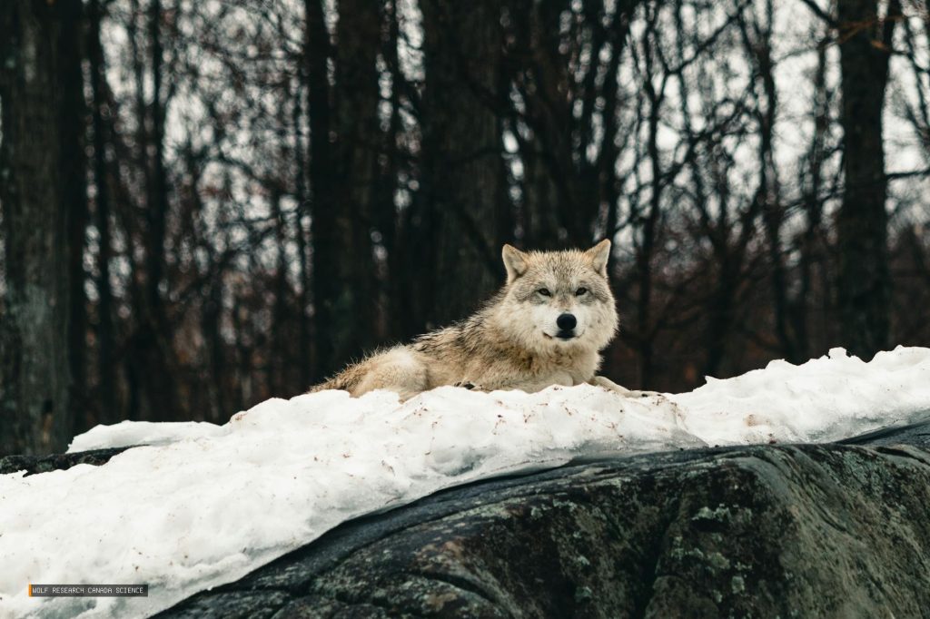 Wolf Research Canada Science
